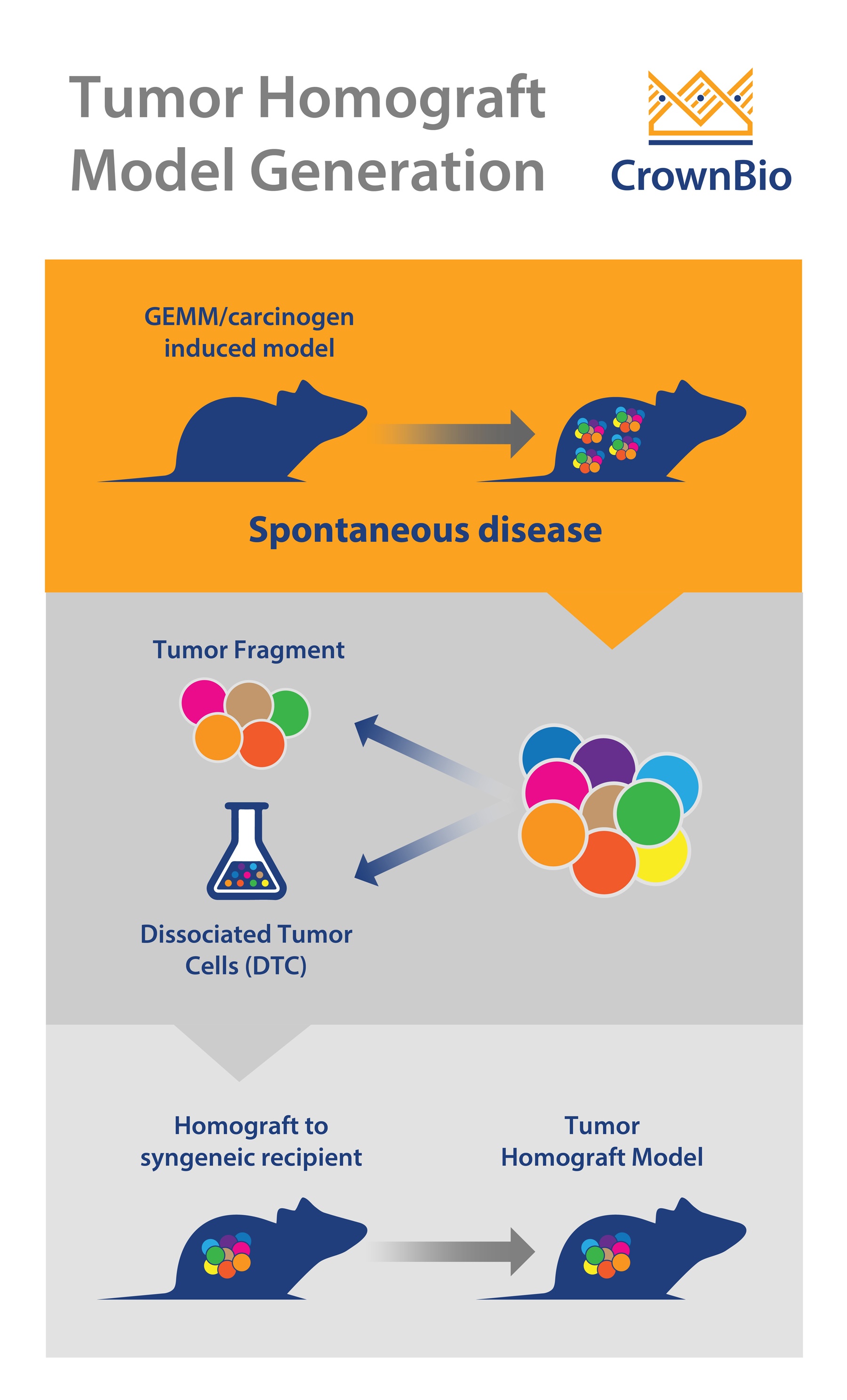 Tumor Homograft Model Generation: Dissociated Tumor Cells vs Tumor Fragments