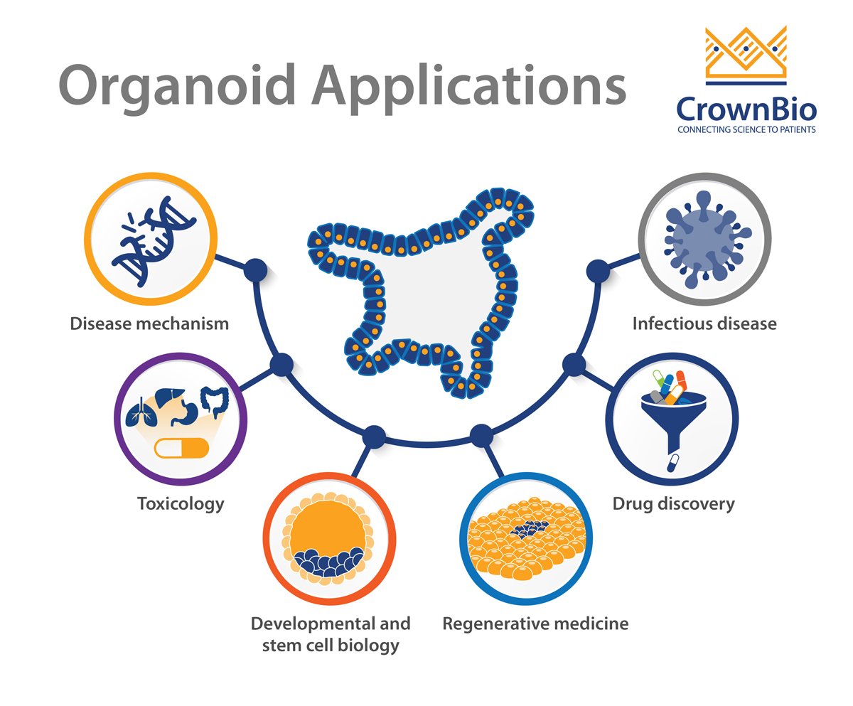 Key Applications of Organoids