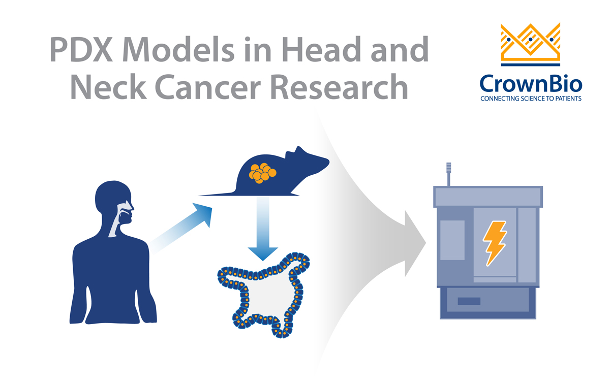 The Benefits of PDX Models in Head and Neck Cancer Research