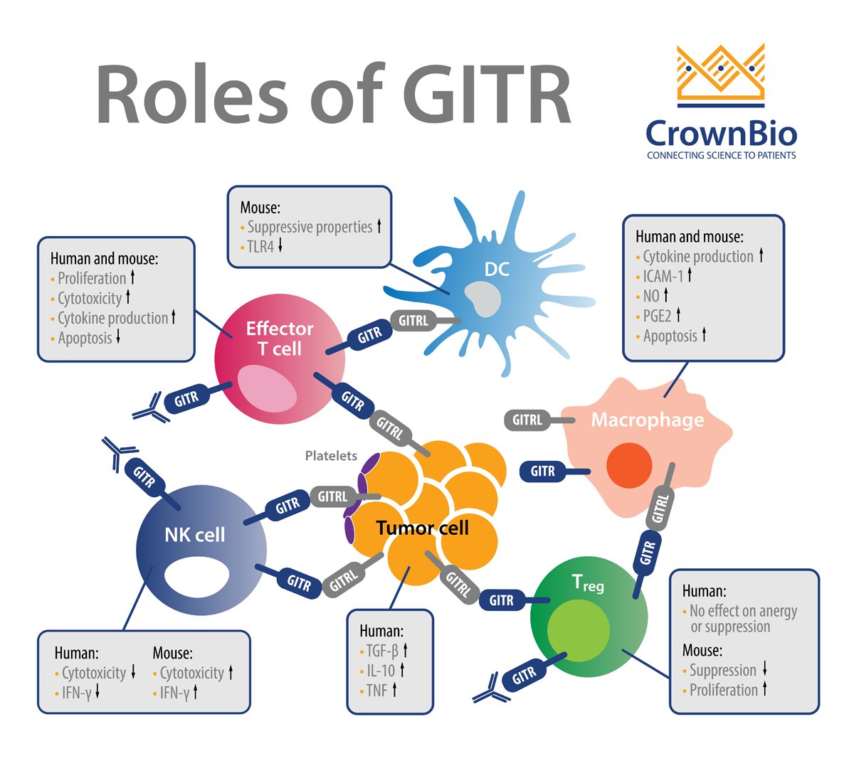 The Rising Importance of GITR Agonists as Alternative I/O Candidates for Combination Drug Strategies