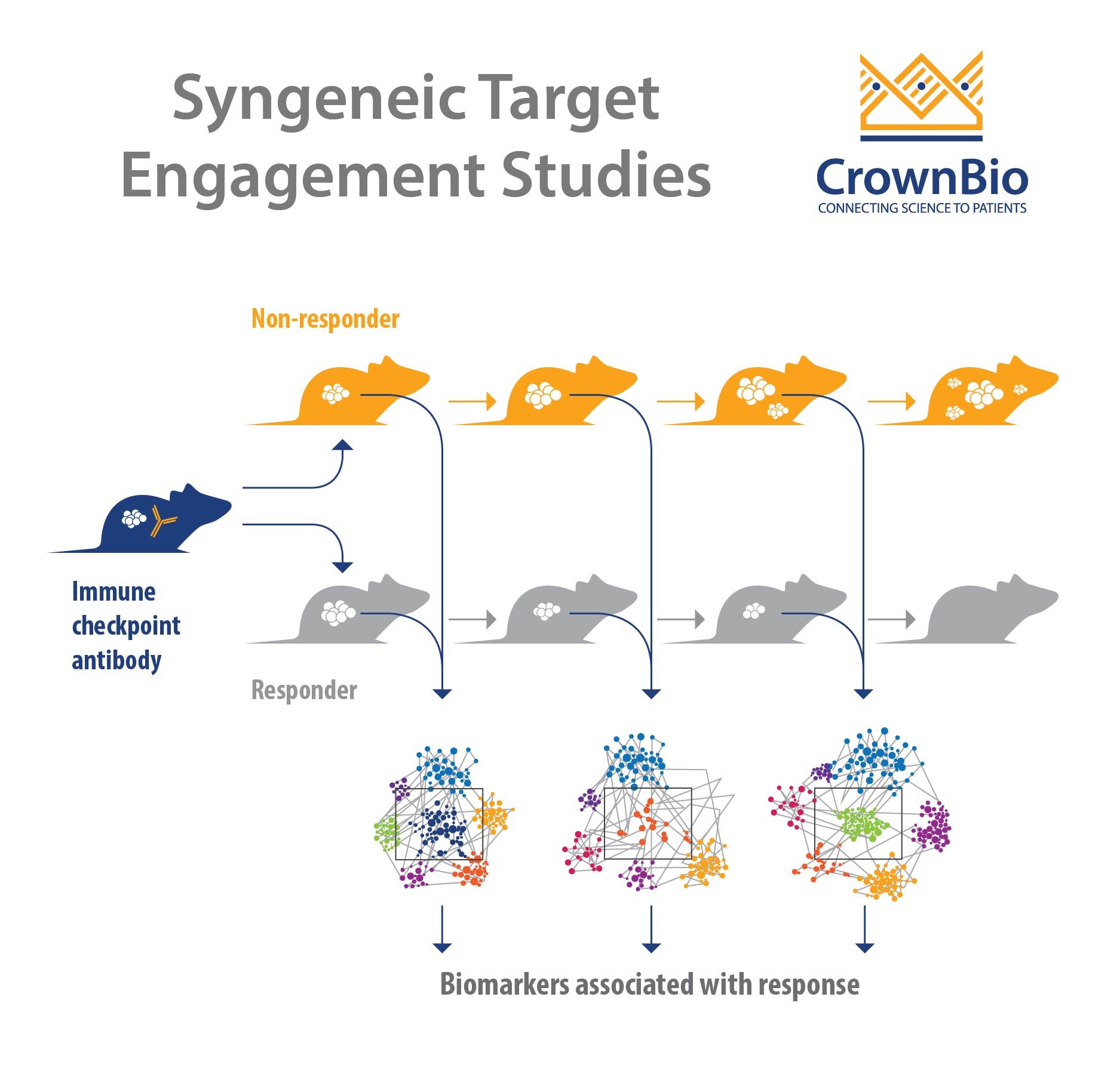 Infographic showing the concept of using syngeneic tumor models for immunotherapy target engagement studies