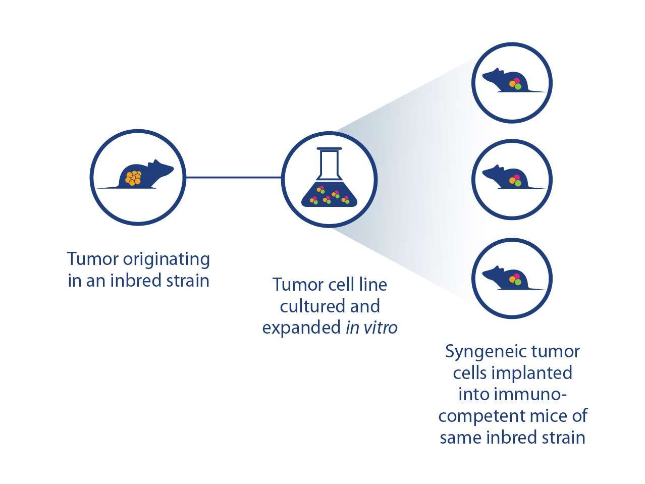 In Vivo vs In Vitro: Definition, Pros and Cons