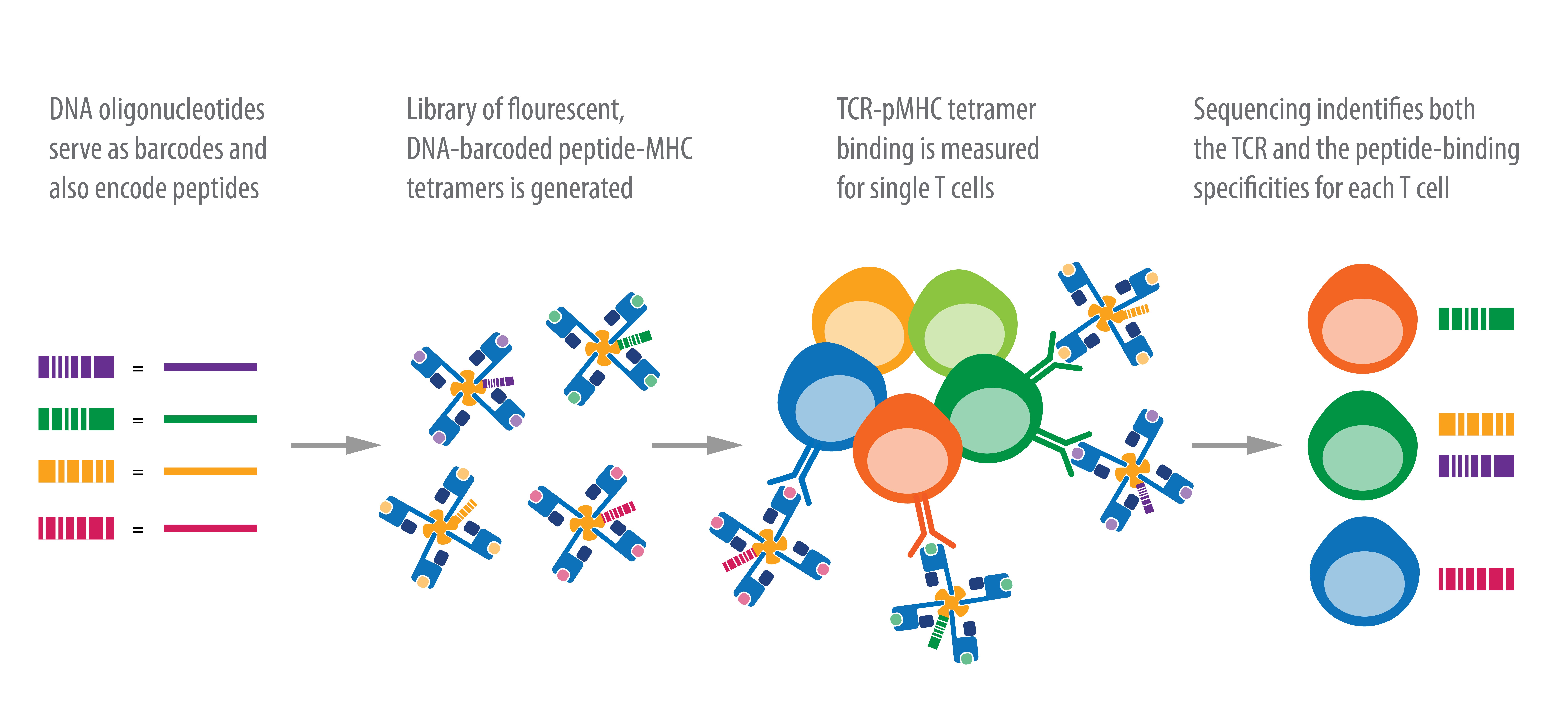 Identification of Single T Cell Populations by Barcoded pMHC Tetramers