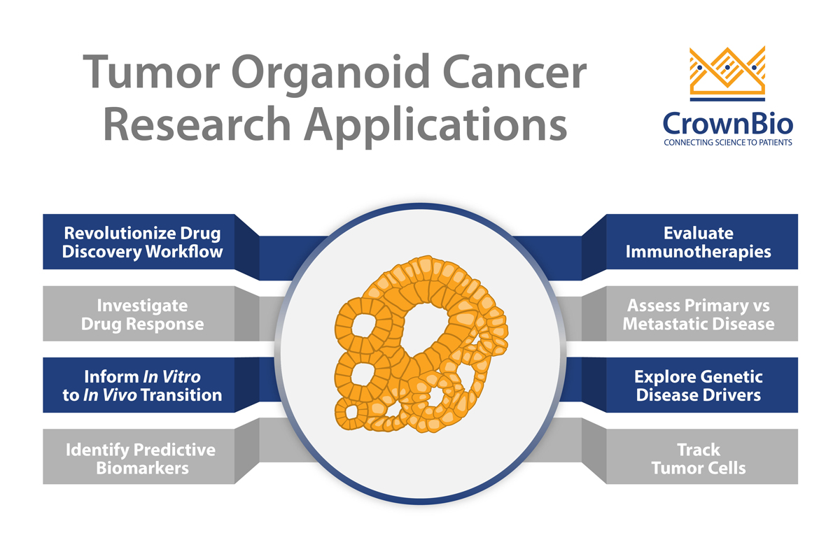 Tumor Organoid Applications in Cancer Research