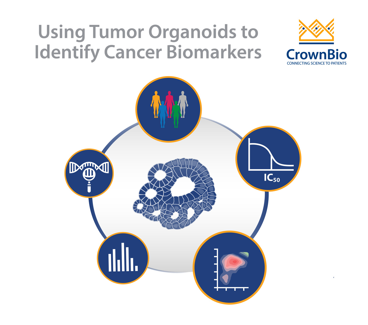 Using Tumor Organoids to Identify Cancer Biomarkers