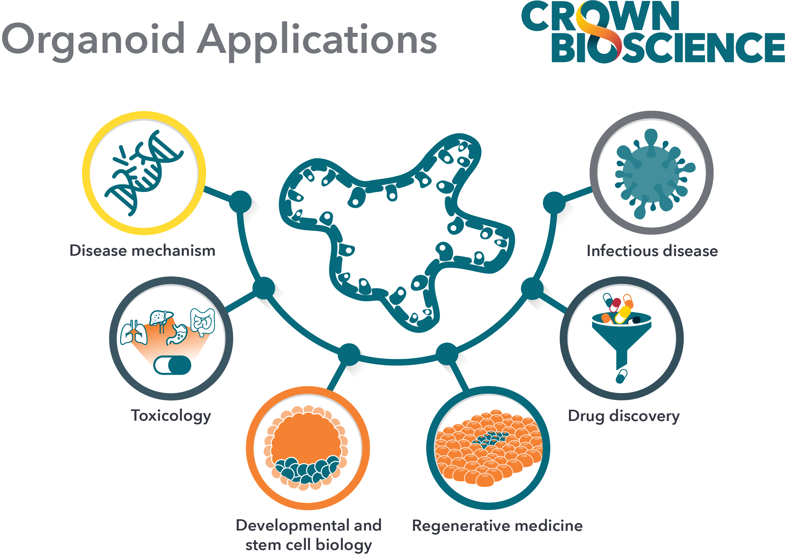 graphic of organoid applications including drug discovery, toxicology, stem cell biology, regenerative medicine, studying disease mechanisms