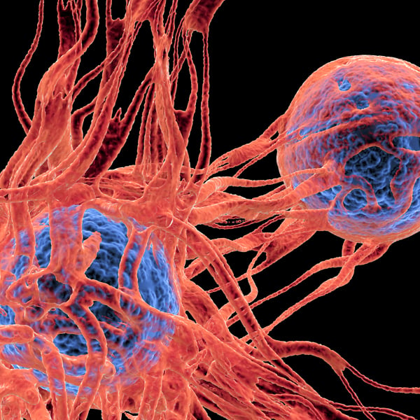 Profiling of Tumor-Infiltrating Immune Cells in Syngeneic Tumor Models to Support Drug Development