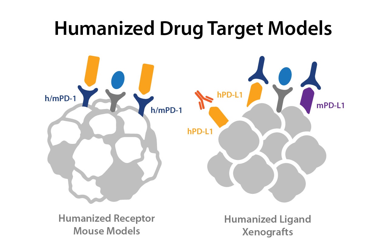 Beginners Guide: Humanized Drug Target Immuno-Oncology Models