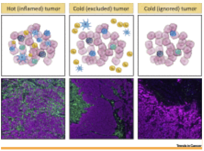 how t cells migrate into inflamed excluded and ignored tumors