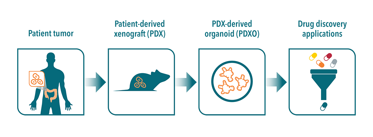 What are PDX-Derived Organoids (PDXOs)?