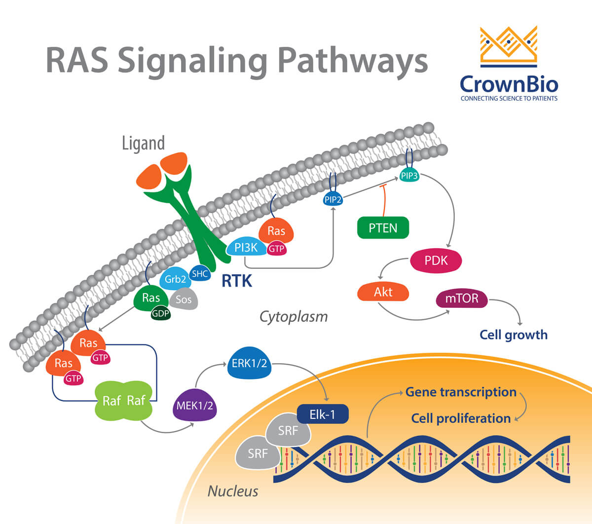 RAS Signaling Pathways
