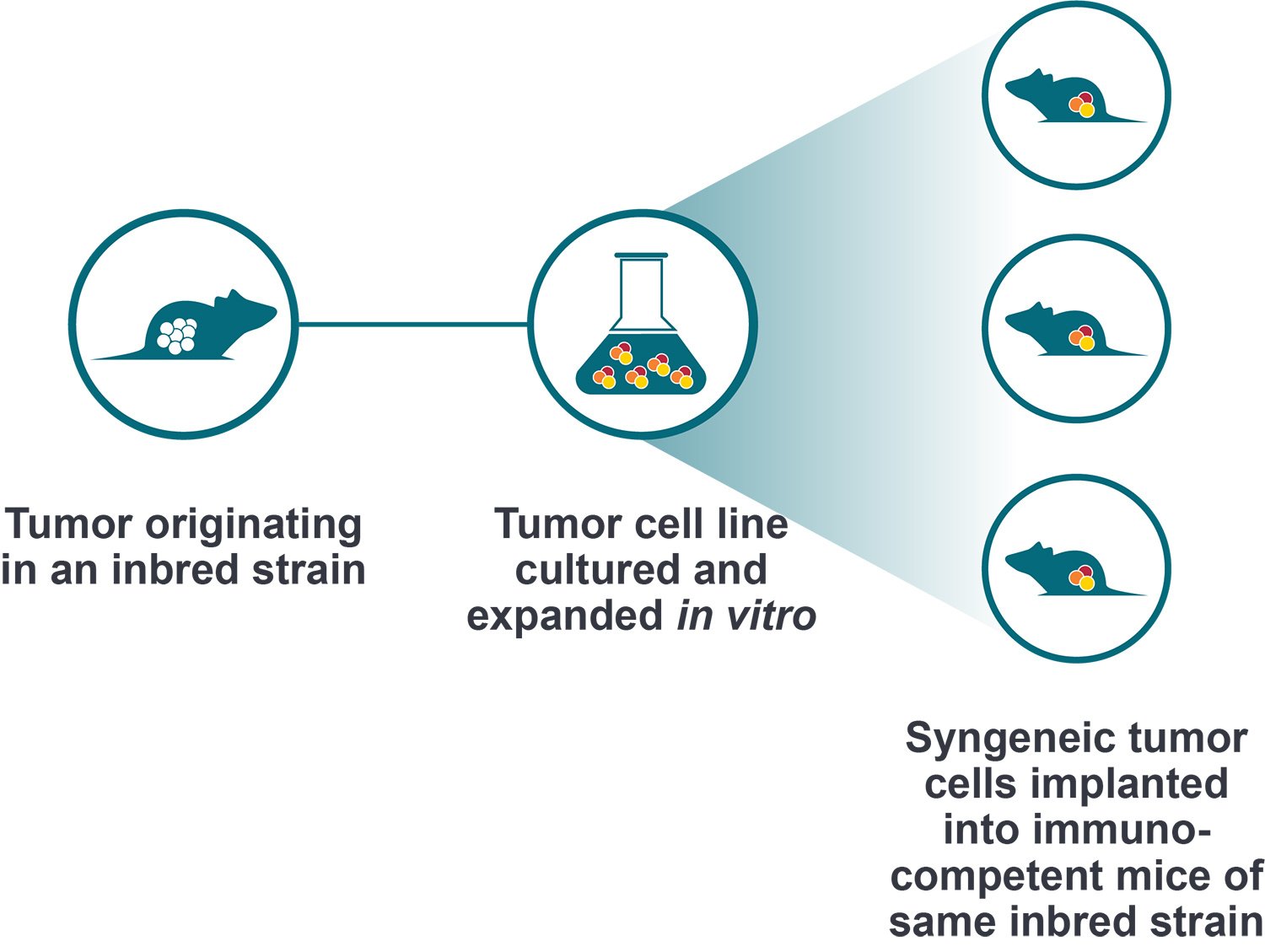 Syngeneic Tumor Mouse Models: The Pros and Cons