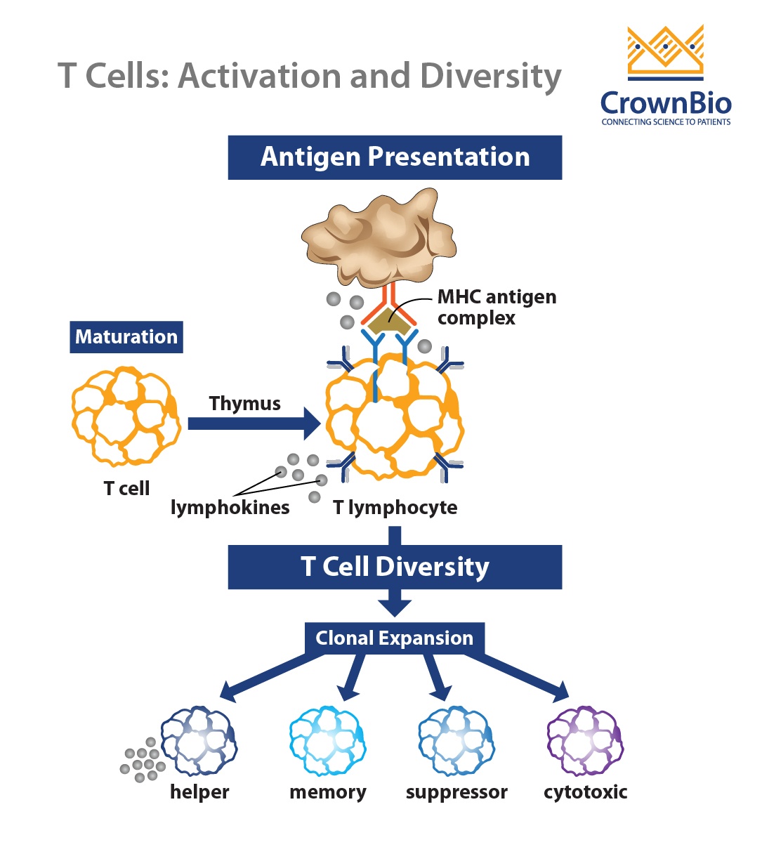 t cell activation, diversity, helper, memory, suppressor, cytotoxic, MHC antigen complex, antigen presentation