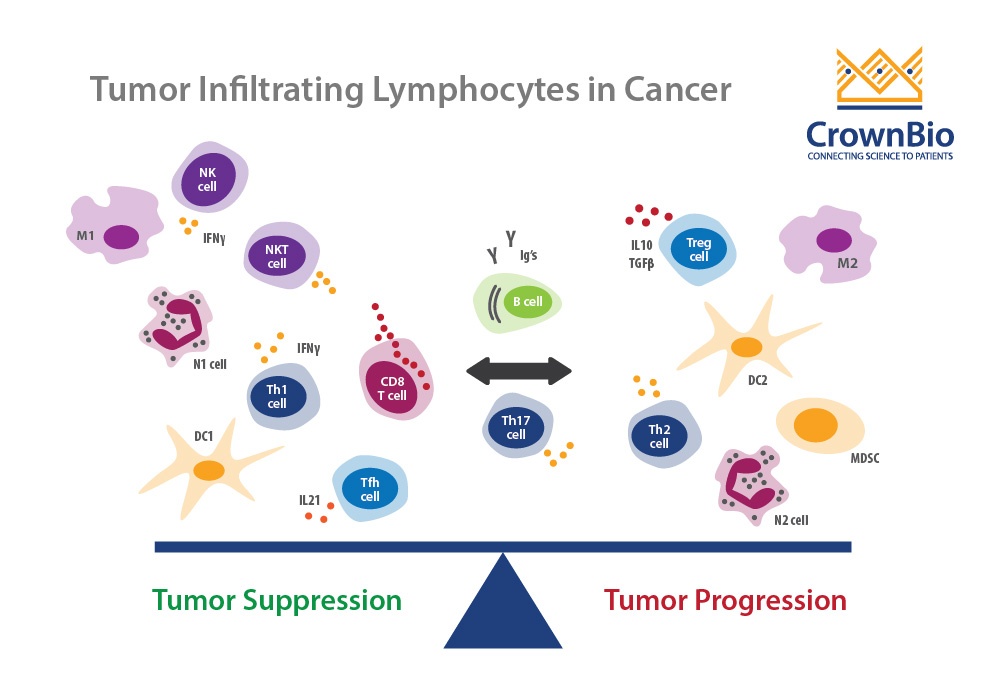Tumor Infiltrating Lymphocytes: Conflicting Approaches in Immuno-Oncology